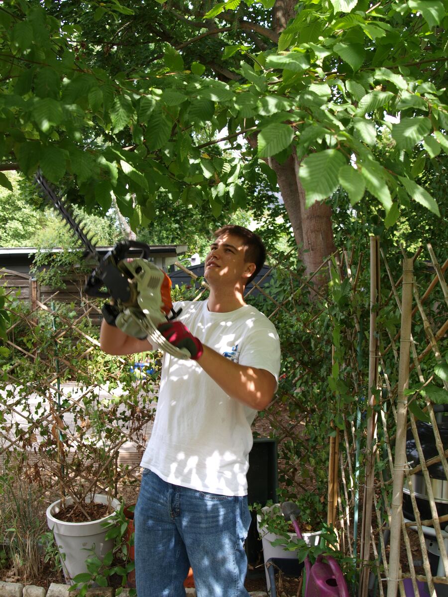 Mitarbeiter schneidet mit der Heckenschere die Äste einer Hainbuchenhecke